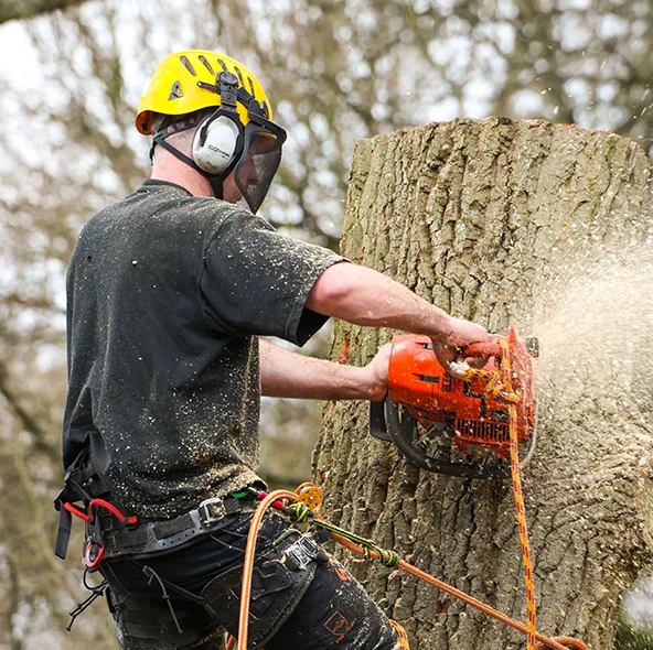 tree removal service in Charleston